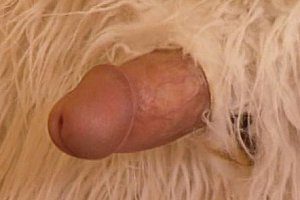 pussy vid